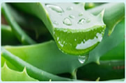 アロエの美容成分